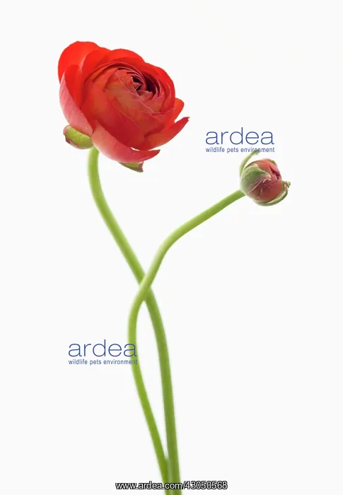 : Ranunculus : Ranunculus