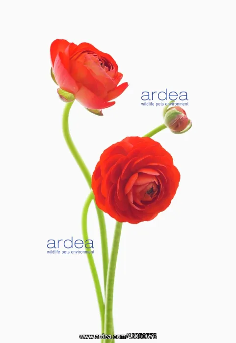: Ranunculus : Ranunculus