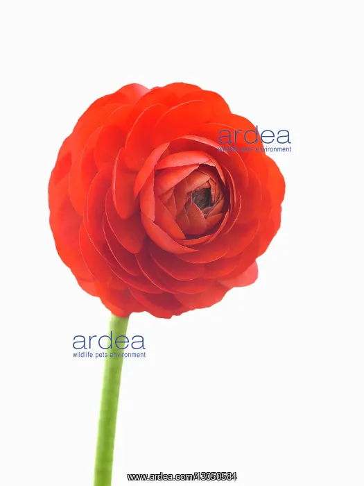 : Ranunculus : Ranunculus