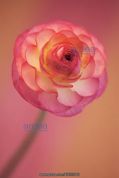 : Ranunculus : Ranunculus
