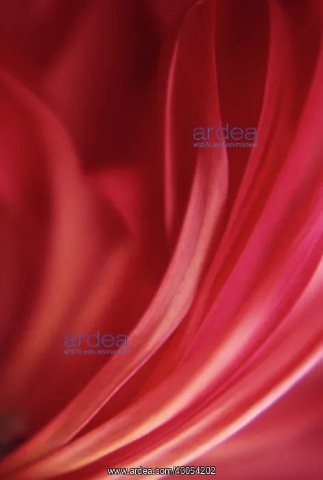 : Ranunculus : Ranunculus
