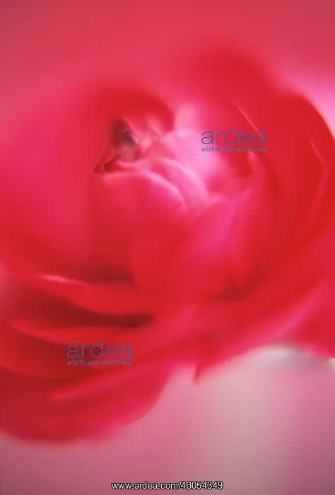 : Ranunculus : Ranunculus