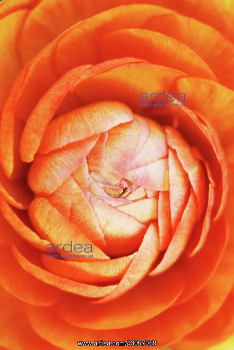 : Ranunculus : Ranunculus