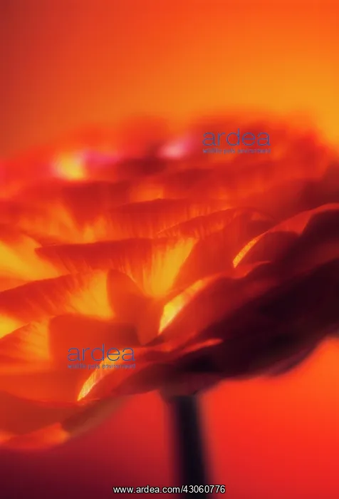 : Ranunculus