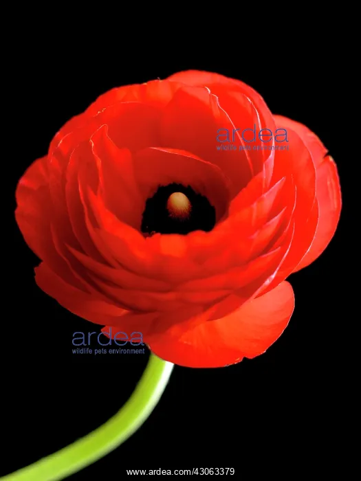 : Ranunculus : Ranunculus