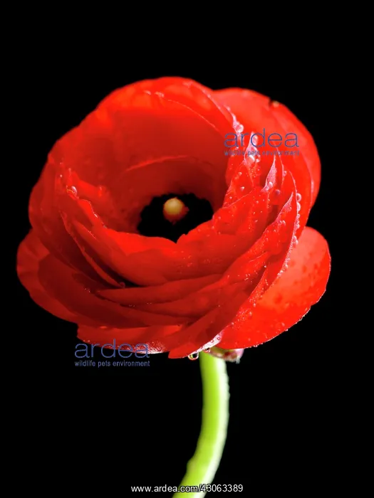 : Ranunculus : Ranunculus