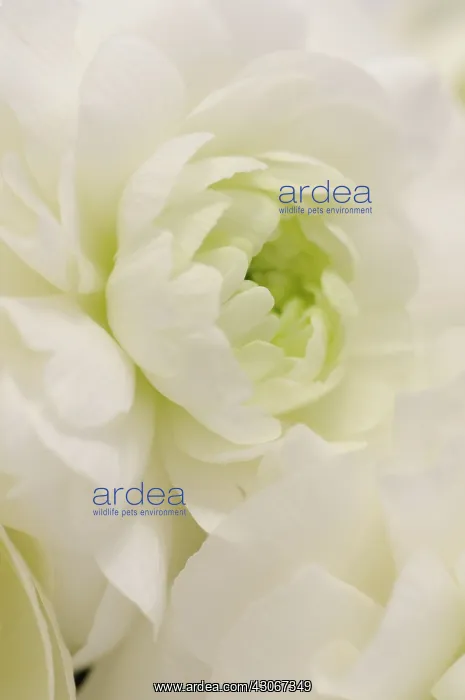 : Ranunculus : Ranunculus