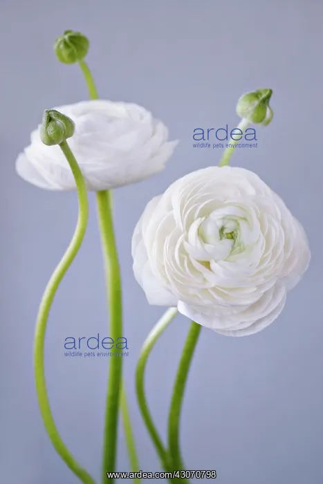 : Ranunculus : Ranunculus