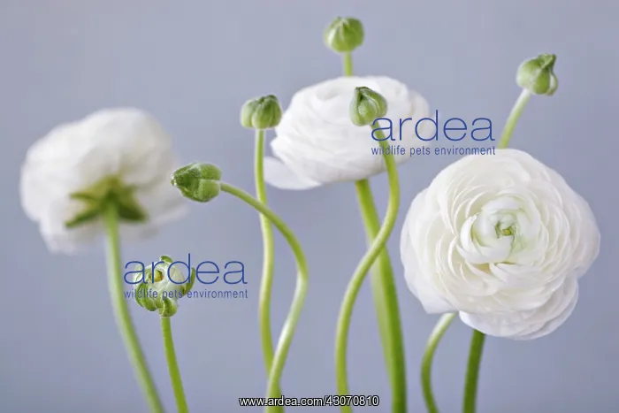 : Ranunculus : Ranunculus