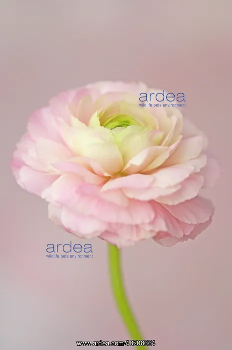 : Ranunculus : Ranunculus