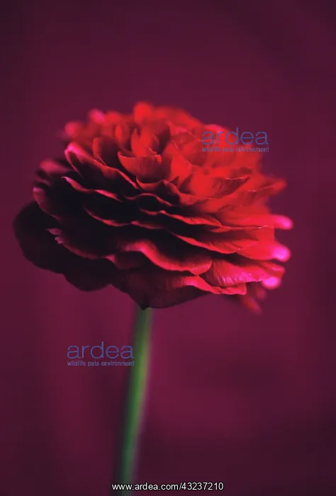 : Ranunculus : Ranunculus