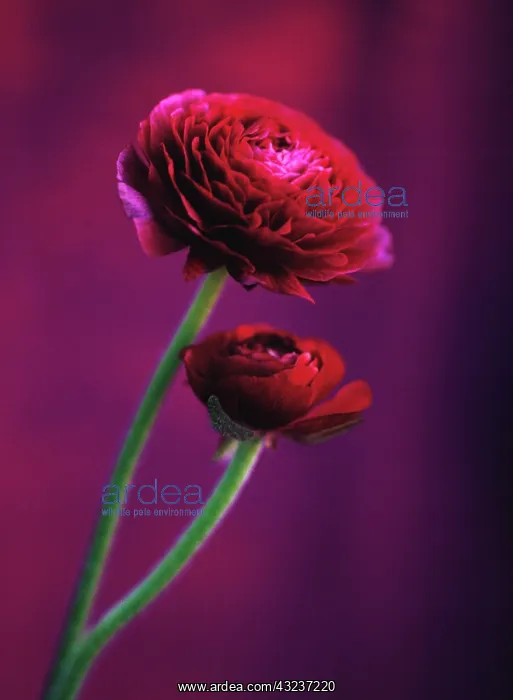 : Ranunculus : Ranunculus