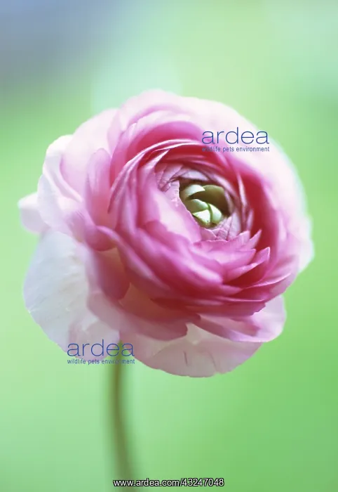 : Ranunculus : Ranunculus