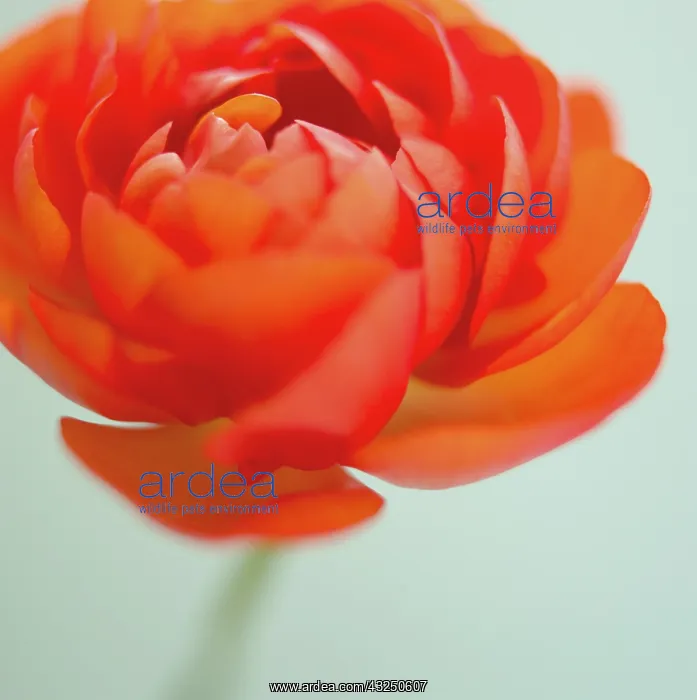 : Ranunculus : Ranunculus