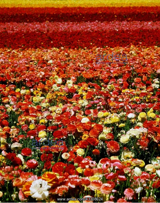 : RANUNCULUS - field : RANUNCULUS - field