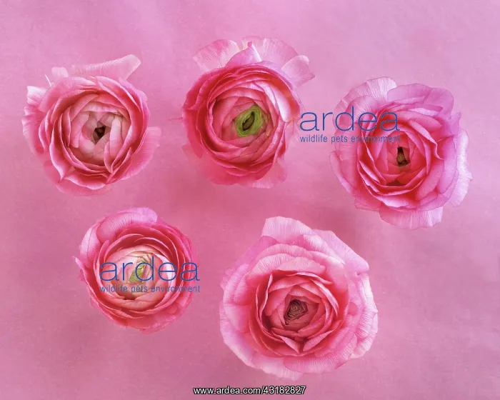 : Ranunculus, Persian butercup, a pink Ranunculus : Ranunculus, Persian butercup, a pink Ranunculus