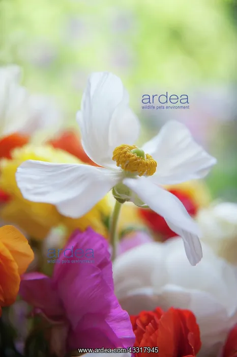 : Ranunculus, Persian ranunculus, a white simple Ranunculus : Ranunculus, Persian ranunculus, a white simple Ranunculus