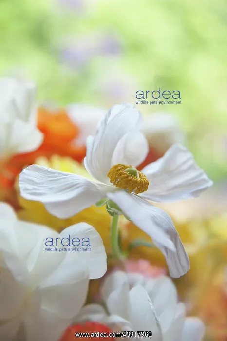 : Ranunculus, Persian ranunculus, a white simple Ranunculus : Ranunculus, Persian ranunculus, a white simple Ranunculus