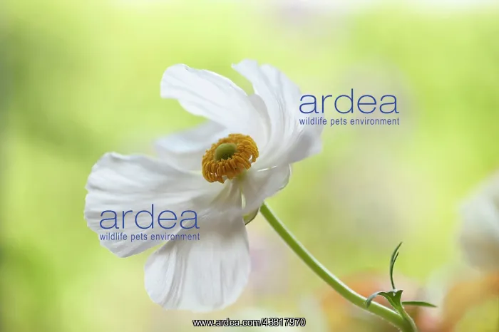 : Ranunculus, Persian ranunculus, a white simple Ranunculus : Ranunculus, Persian ranunculus, a white simple Ranunculus