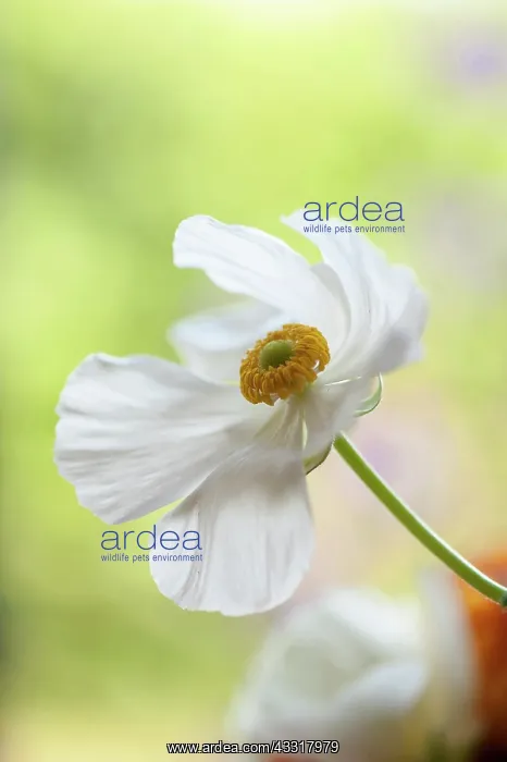  : Ranunculus, Persian ranunculus, a white simple Ranunculus