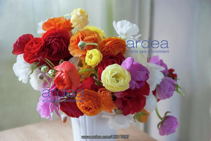 : Ranunculus, Persian ranunculus, Ranunculus asiaticus : Ranunculus, Persian ranunculus, Ranunculus asiaticus