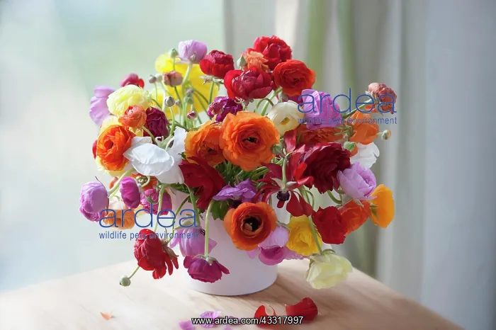 : Ranunculus, Persian ranunculus, Ranunculus asiaticus : Ranunculus, Persian ranunculus, Ranunculus asiaticus