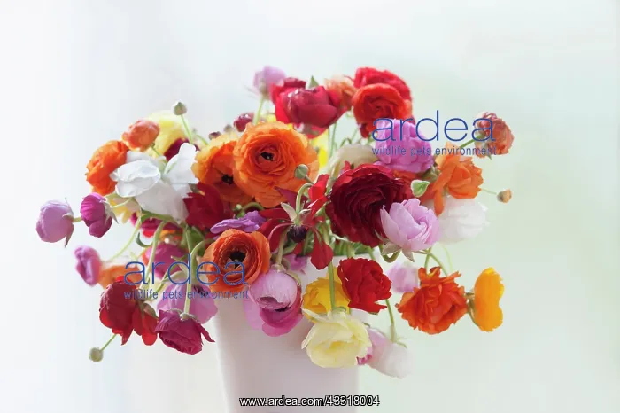: Ranunculus, Persian ranunculus, Ranunculus asiaticus : Ranunculus, Persian ranunculus, Ranunculus asiaticus