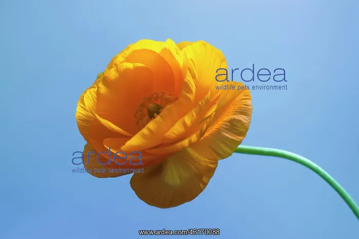 : Ranunculus, Persian ranunculus, a double petalled : Ranunculus, Persian ranunculus, a double petalled
