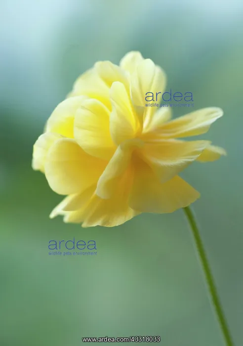  : Ranunculus, Persian ranunculus, a double petalled