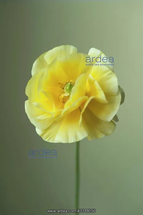  : Ranunculus, Persian ranunculus, a double petalled