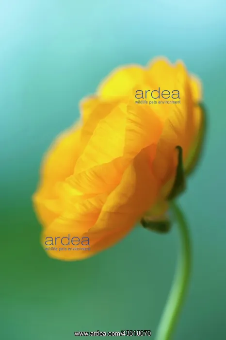 : Ranunculus, Persian ranunculus, an orange Ranunculus : Ranunculus, Persian ranunculus, an orange Ranunculus