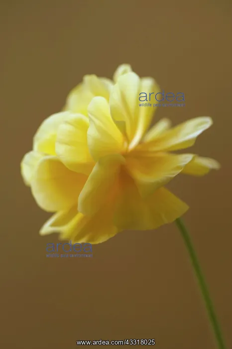 : Ranuncuus, Persian ranunculus, a double petalled : Ranuncuus, Persian ranunculus, a double petalled