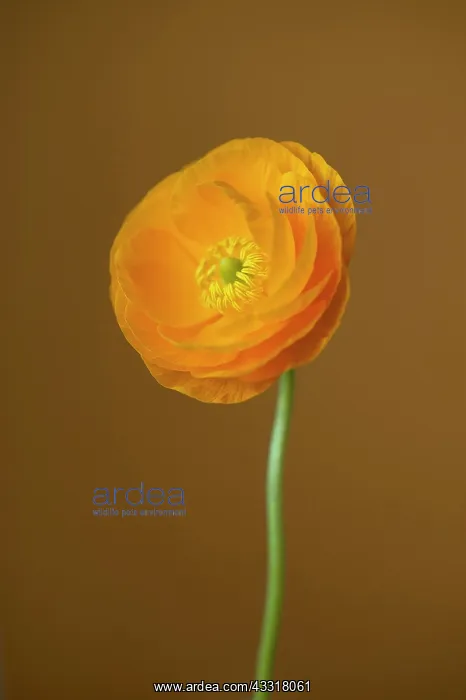  : Ranunuculus, Persian ranunculus, a double petalled