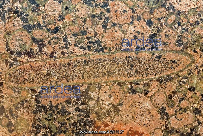  : Rapa Kivi Granite