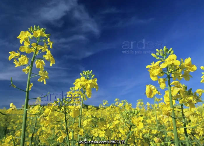 : Rape blossoms - bright yellow coloured in full bloom : Rape blossoms - bright yellow coloured in full bloom