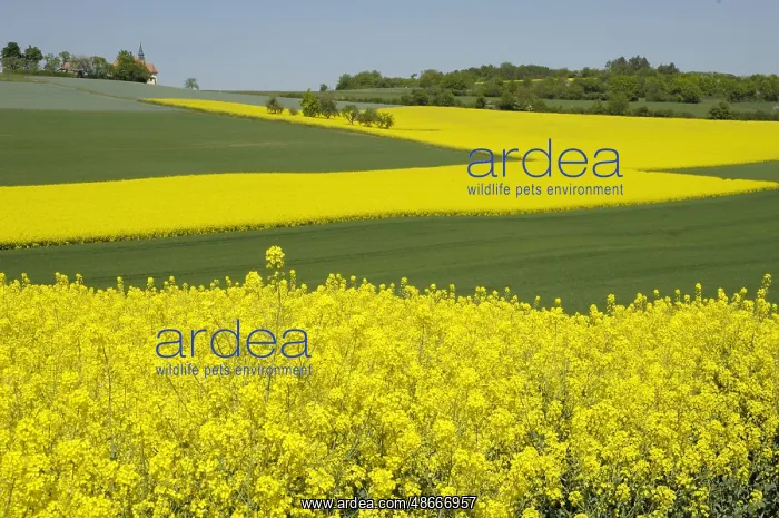 : Rape (Brassica napus) Bavaria, Germany, Europe : Rape (Brassica napus) Bavaria, Germany, Europe
