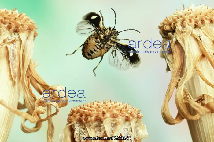 : Rape bug (Eurydema oleraceum), in flight, on dried : Rape bug (Eurydema oleraceum), in flight, on dried