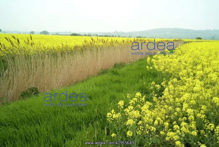: Rape - Farming - Romney Marsh : Rape - Farming - Romney Marsh