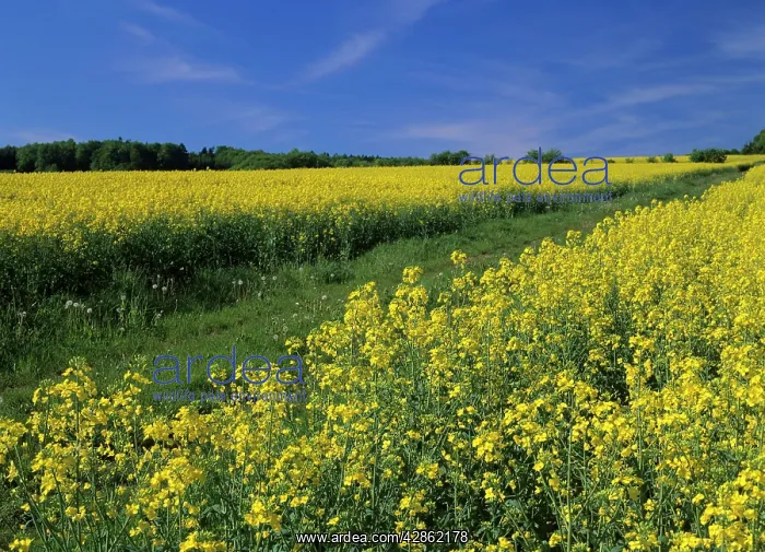 : Rape field in full bloom in spring with country lane : Rape field in full bloom in spring with country lane