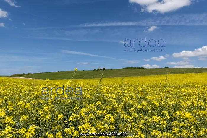  : Rape field in bloom, spring, North, France