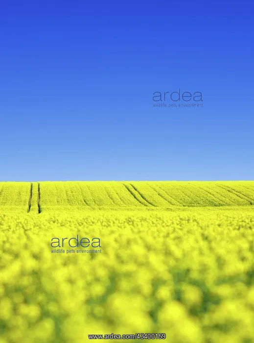: Rape field (Brassica Napus) with blue sky : Rape field (Brassica Napus) with blue sky