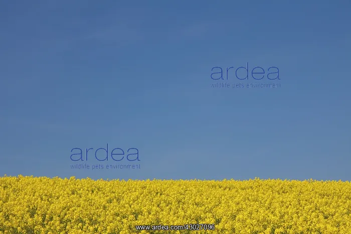  : Rape field in full flower Germany