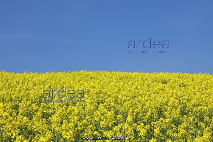  : Rape field in full flower Germany