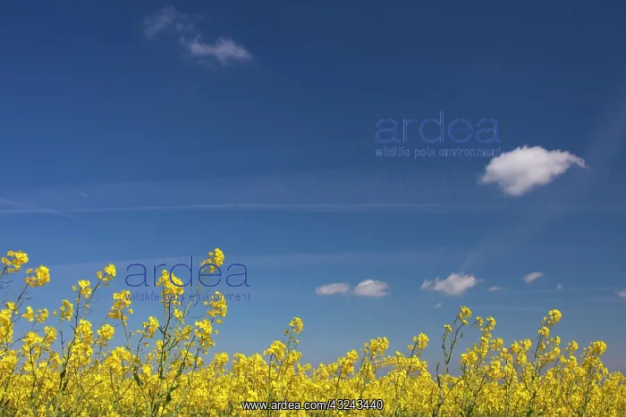  : Rape field in full flower Germany