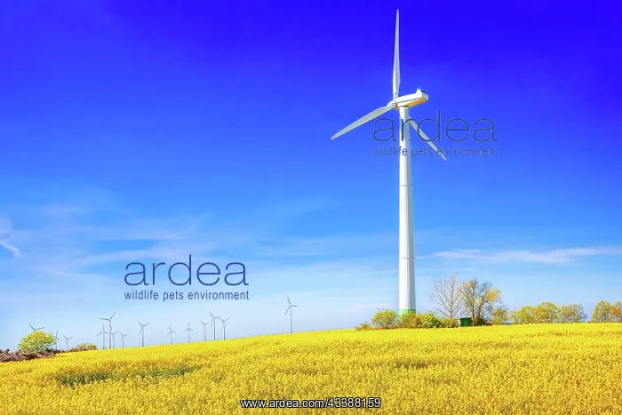 : rape field with a wind turbine against a blue sky : rape field with a wind turbine against a blue sky