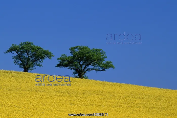  : Rape fields