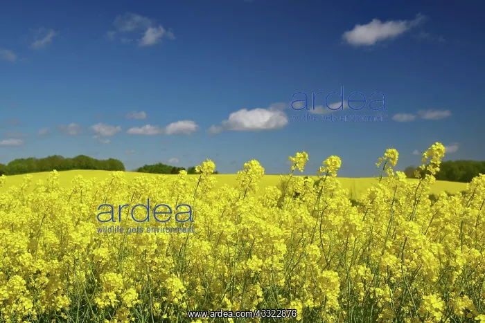  : Rape fields in bloom, blue sky, May, spring, Funen