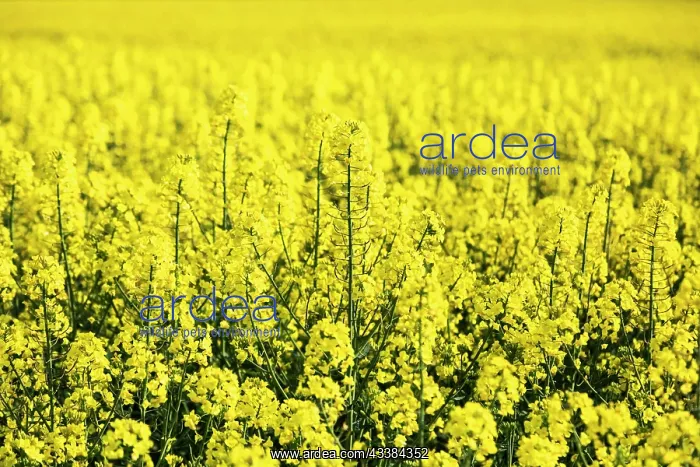 : Rape fields in bloom on the Lower Rhine, Rees, North : Rape fields in bloom on the Lower Rhine, Rees, North