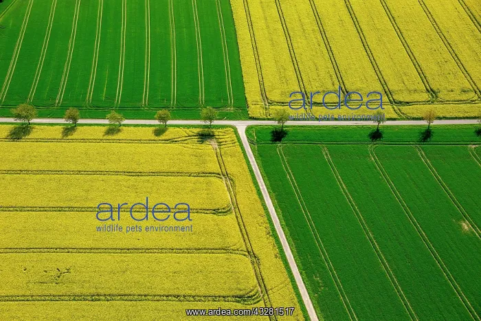  : Rape fields on the city boundary between Warstein-Belecke