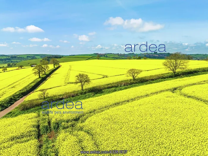 : Rape fields and farms from a drone, Devon, England : Rape fields and farms from a drone, Devon, England